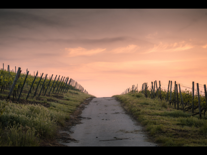 Ein Weg, der an beiden Rändern mit Gras bewachsen ist. Es ist ein Zaun zu sehen und am Horizont wird der Himmel heller